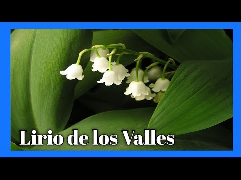 Lirio del Valle: Encanto floral y significado