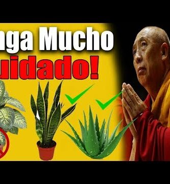 Plantas lirio de paz: Belleza y armonía para tu hogar