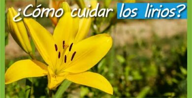 Planta de Lirio: Todo lo que necesitas saber sobre esta hermosa flor