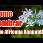 Guía completa: Cómo plantar un lirio de manera fácil y exitosa