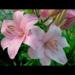 Descubre la belleza de la flor del lirio: colores, significado y cuidados